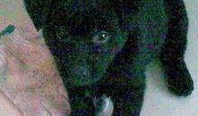 宠物黑料爆料视频大全免费,黑料爆料视频大全免费大放送！