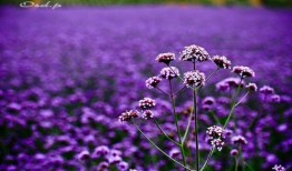 薰衣草全集在线观看,浪漫邂逅，心灵之旅