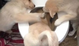 爆料奇葩狗狗视频大全,笑料横生！盘点那些让人捧腹的奇葩狗狗视频