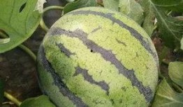 四月份新瓜爆料最新消息,娱乐圈最新热点大揭秘