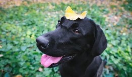 宠物黑料爆料视频大全免费,黑料爆料视频大全免费大放送！