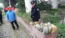 临泉吃瓜最新事件爆料进期,揭秘背后真相与争议