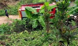 泥娃树兰生活爆料视频大全,视频大全带你领略独特魅力