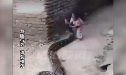 张保仔粤语在线观看,揭秘海上传奇英雄的传奇人生