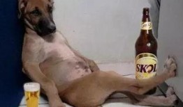 爆料奇葩狗狗视频大全,笑料横生！盘点那些让人捧腹的奇葩狗狗视频