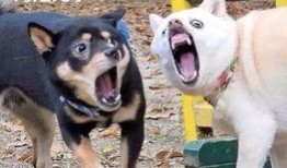 爆料奇葩狗狗视频大全,笑料横生！盘点那些让人捧腹的奇葩狗狗视频