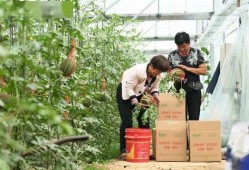 新瓜最新爆料河北,揭秘背后惊人真相